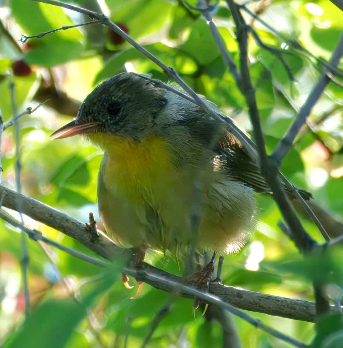 Common Yellowthroat - ML640447672