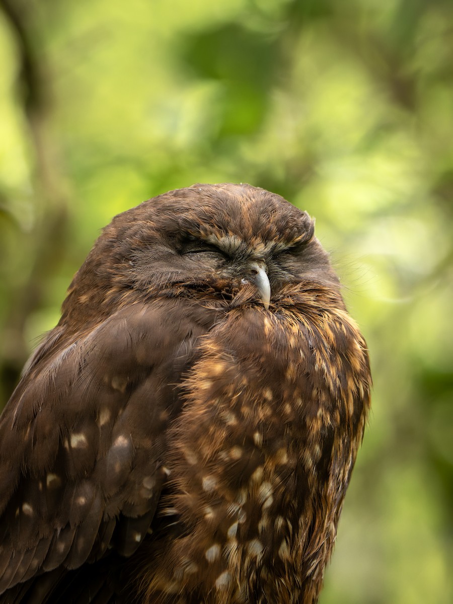 Morepork - ML640447688