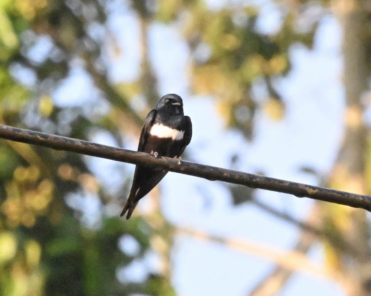 Golondrina Fajiblanca - ML640447694