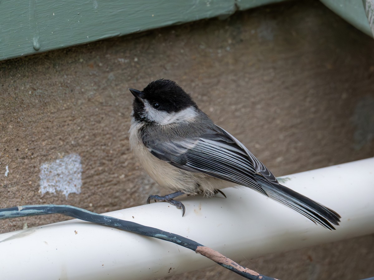 Black-capped Chickadee - ML640447733