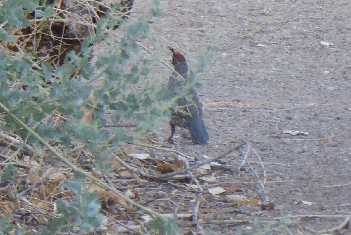 Gambel's Quail - ML640447736