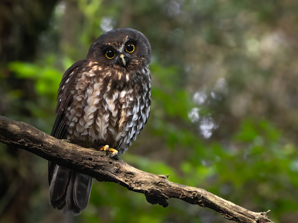 Morepork - ML640447751