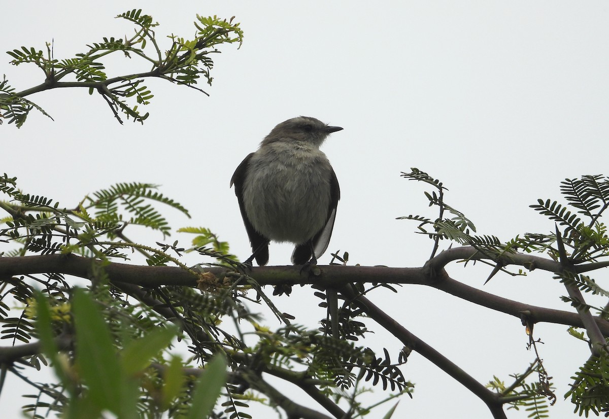 Tumbesian Tyrannulet - ML640447849