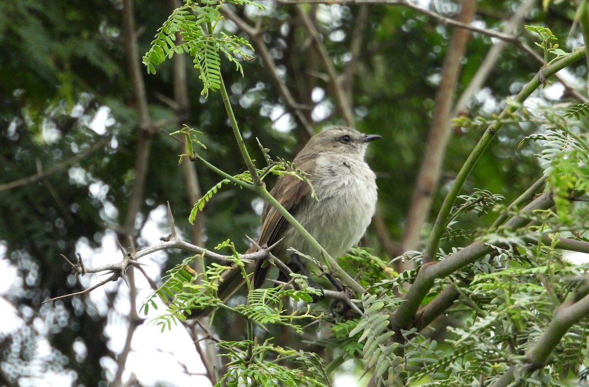 Tumbesian Tyrannulet - ML640447850