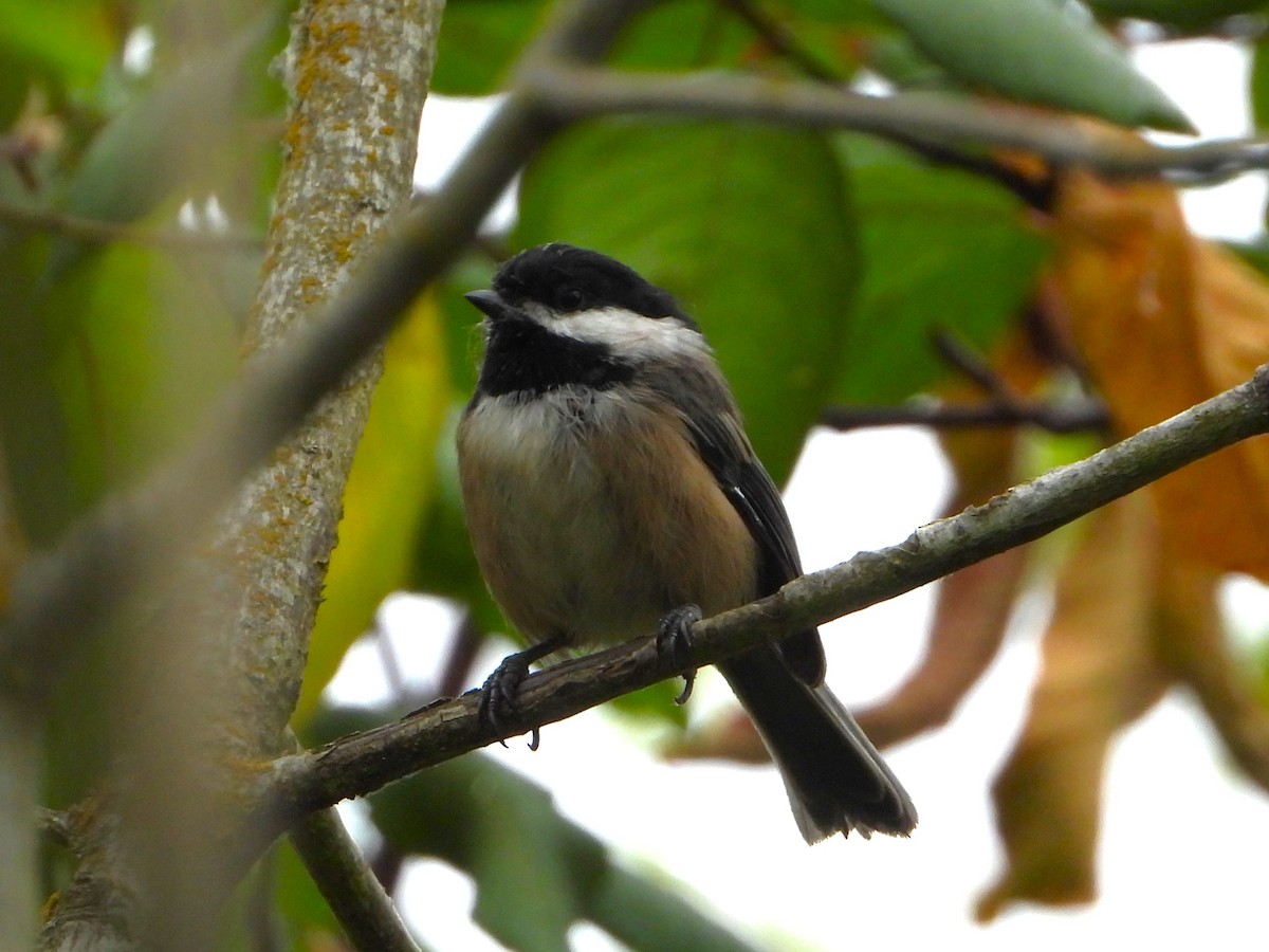Black-capped Chickadee - ML640447879