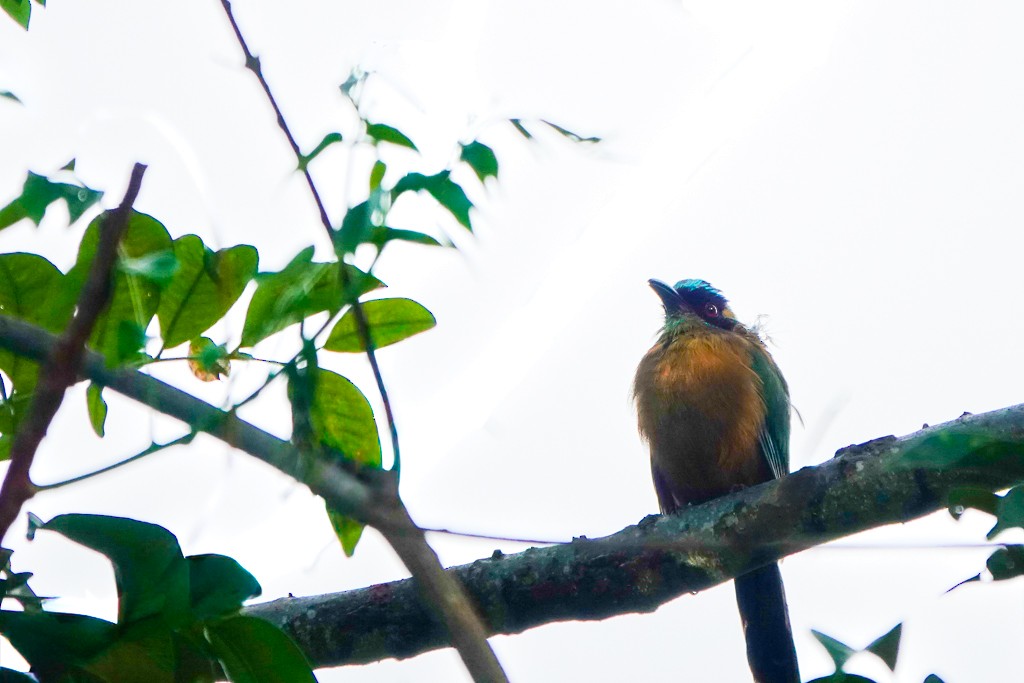Whooping Motmot (Whooping) - ML640447927