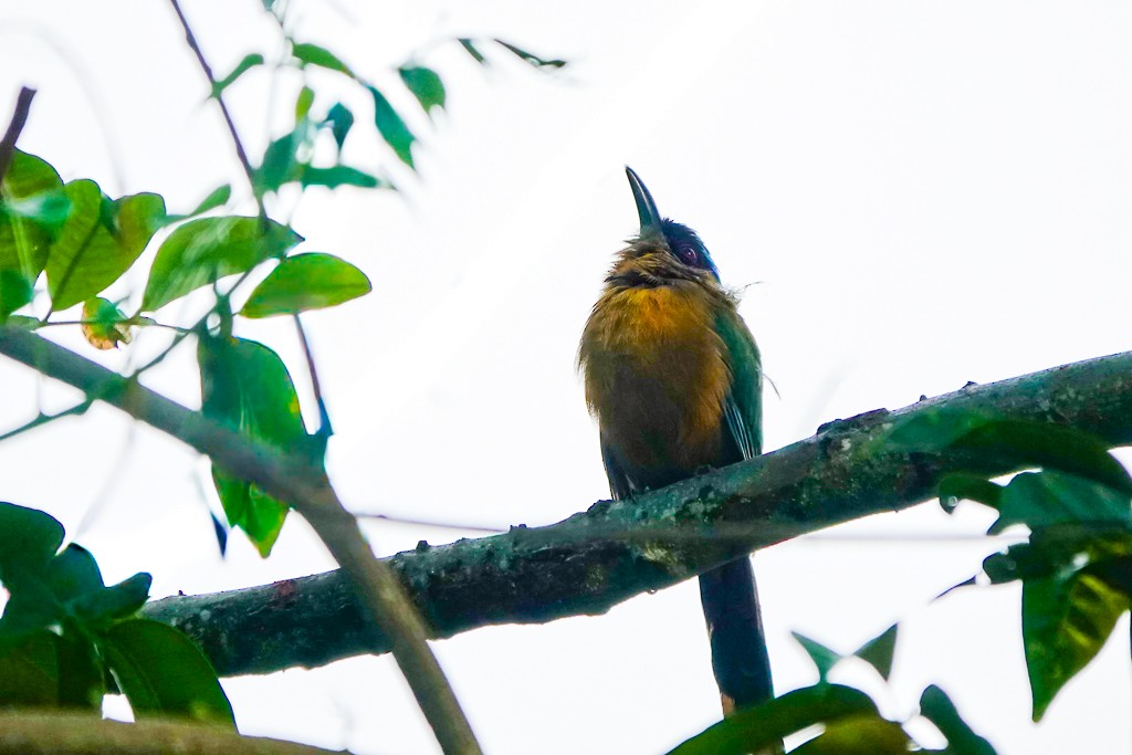 Whooping Motmot (Whooping) - ML640447928