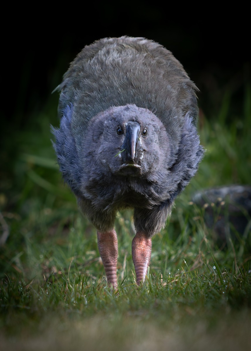 South Island Takahe - ML640447934
