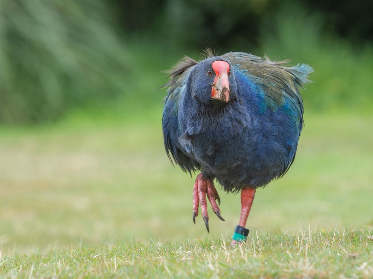 South Island Takahe - ML640447981