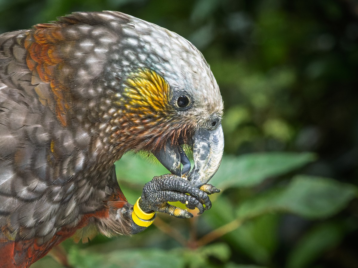 New Zealand Kaka - ML640447994