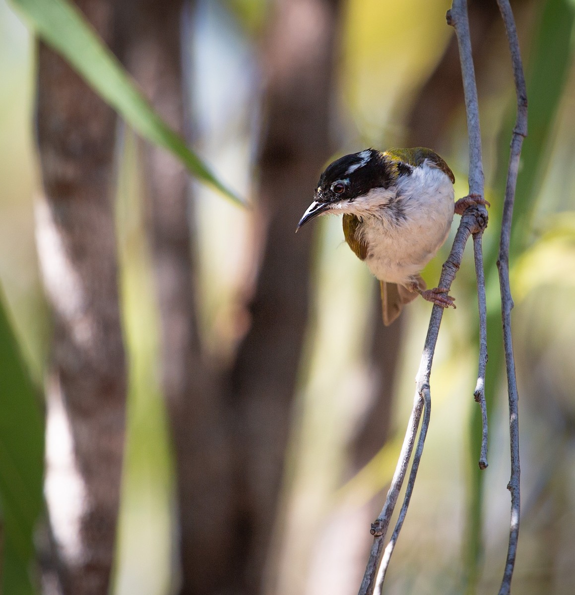 kystráček bělošíjný - ML640448058