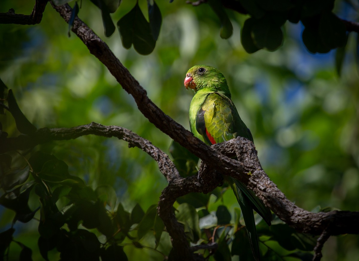 papouškovec červenokřídlý - ML640448079