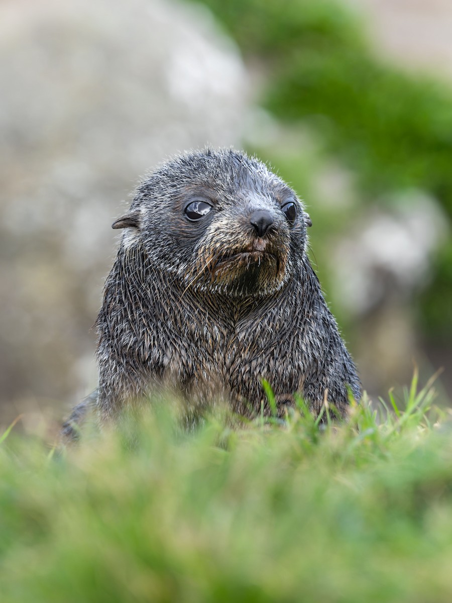 Long-nosed Fur Seal - ML640448137