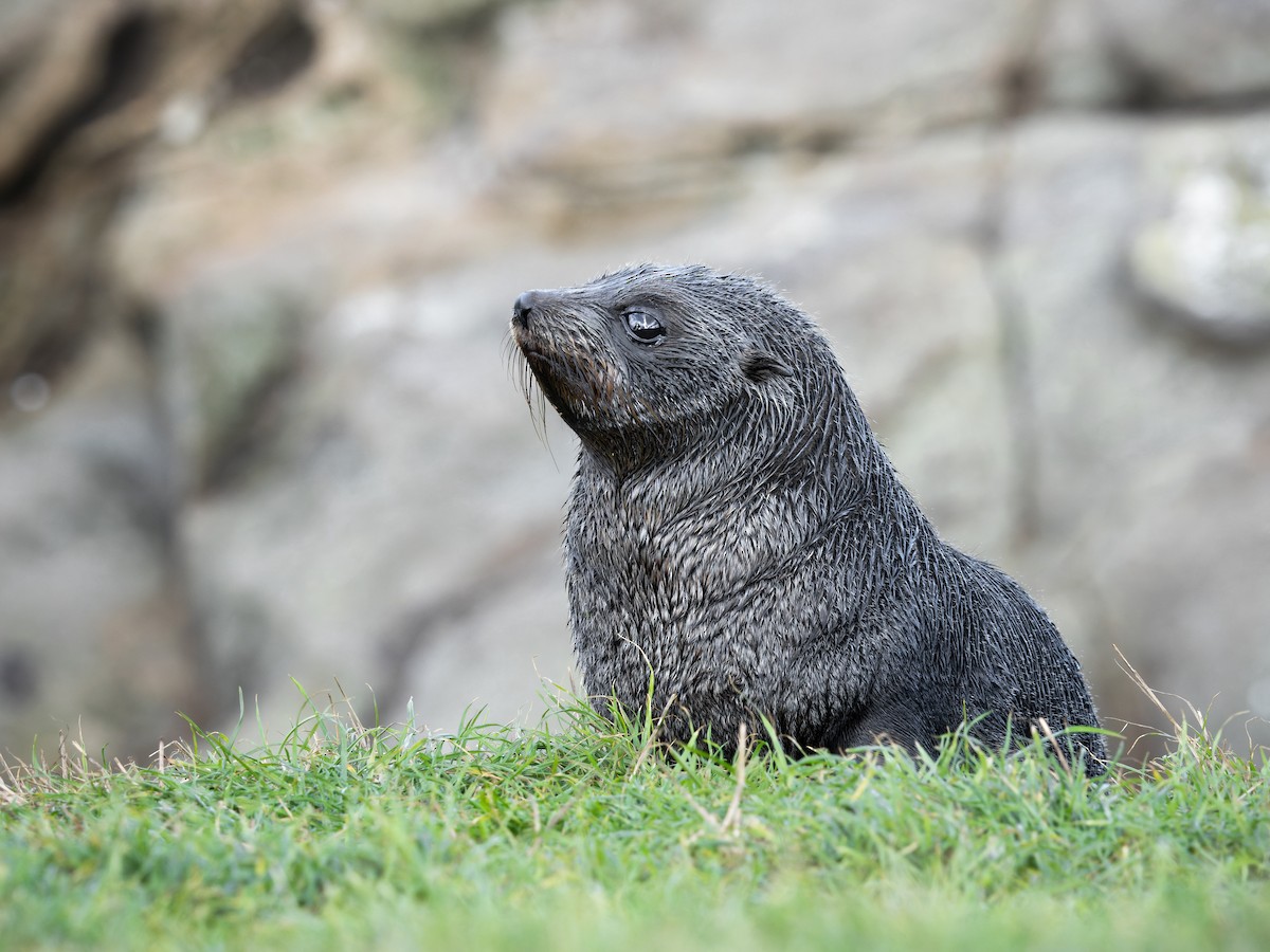 Long-nosed Fur Seal - ML640448139