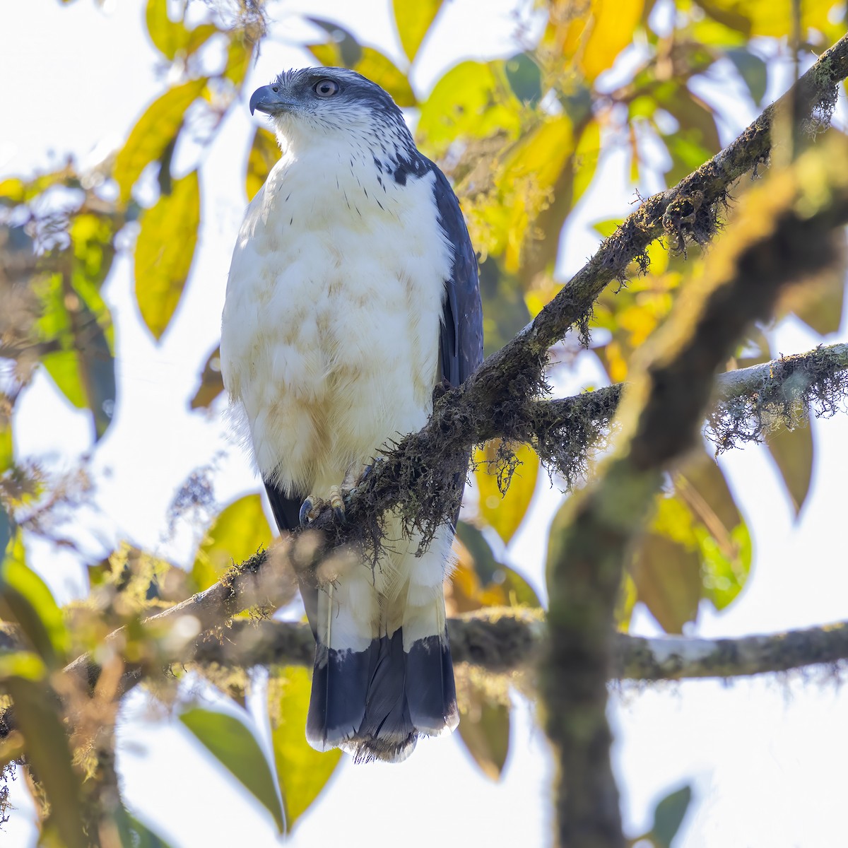 Gray-backed Hawk - ML640448144