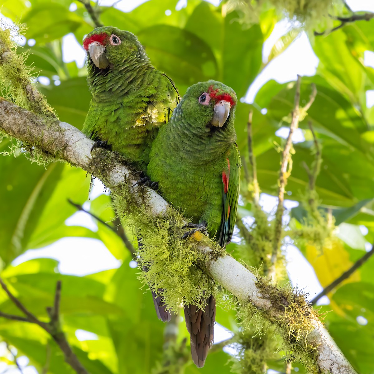 ecuadorparakitt - ML640448152