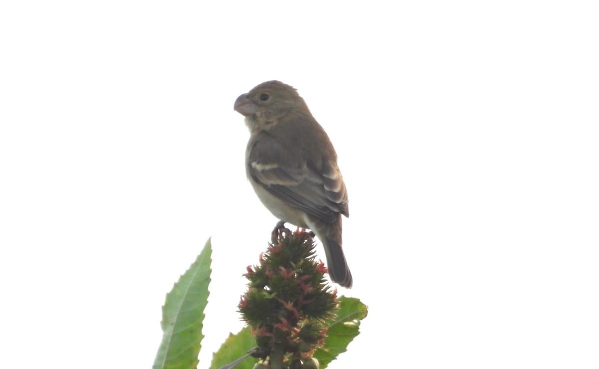 Parrot-billed Seedeater - ML640448172