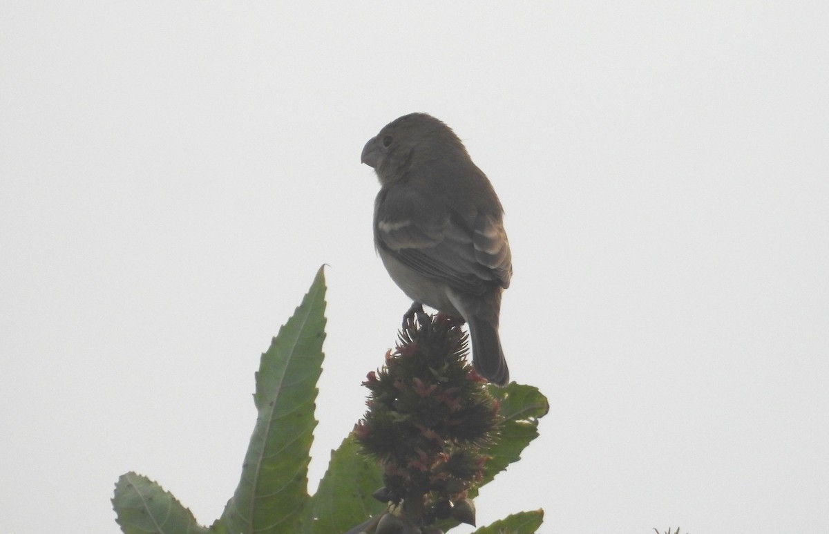 Parrot-billed Seedeater - ML640448173