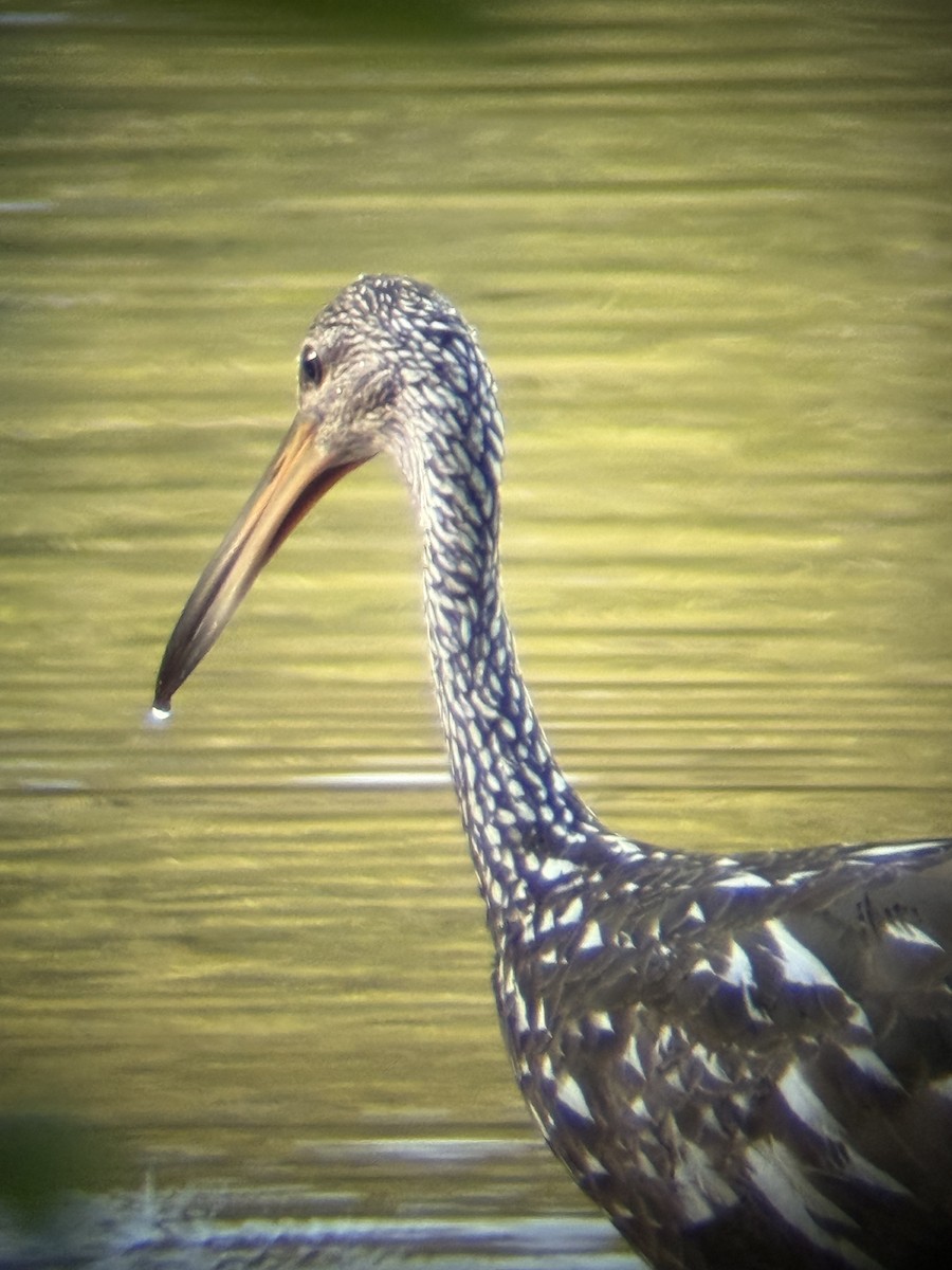 Limpkin - ML640448174