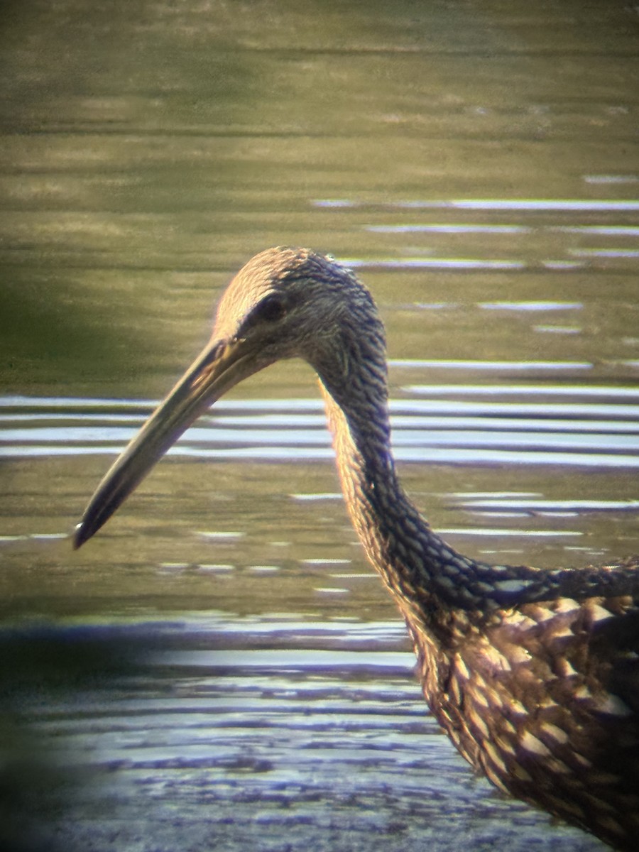 Limpkin - ML640448175
