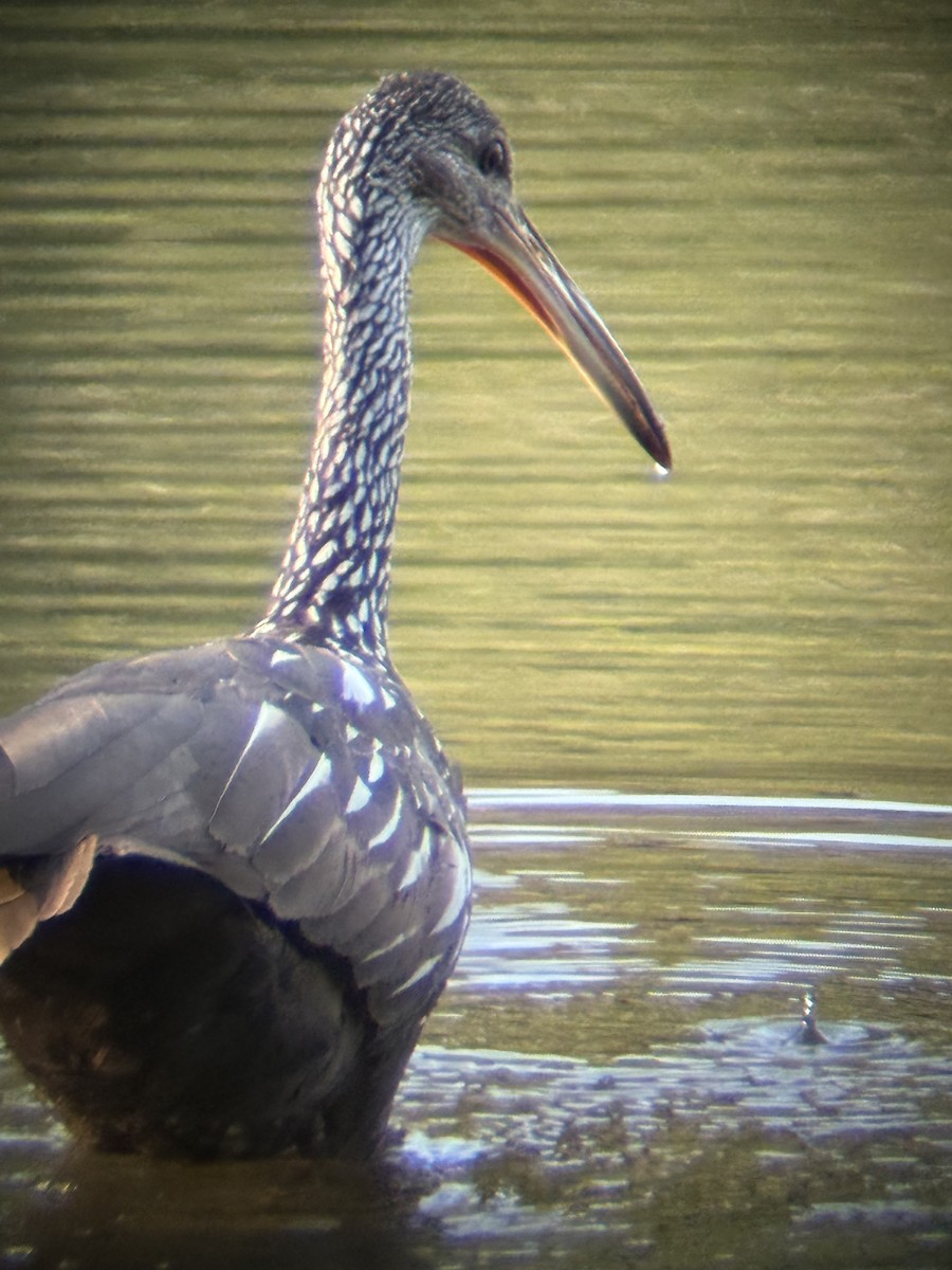 Limpkin - ML640448176