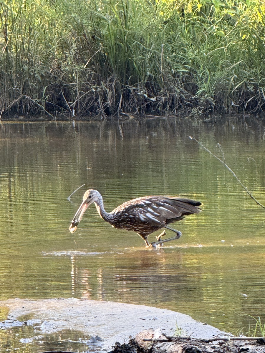Limpkin - ML640448178