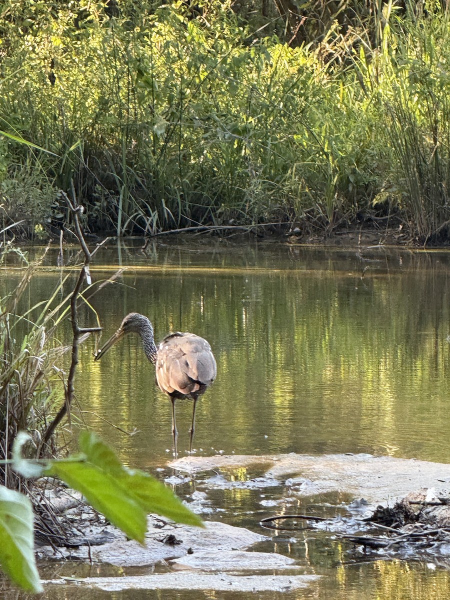Limpkin - ML640448179
