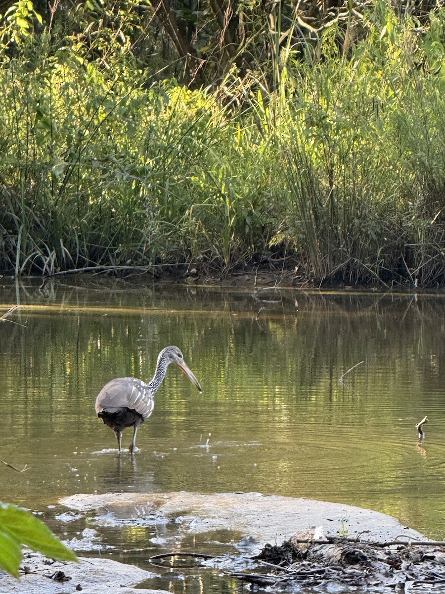 Limpkin - ML640448180