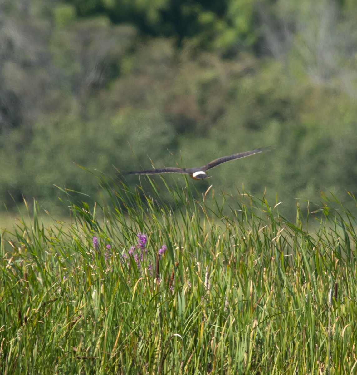 Northern Harrier - ML640448224