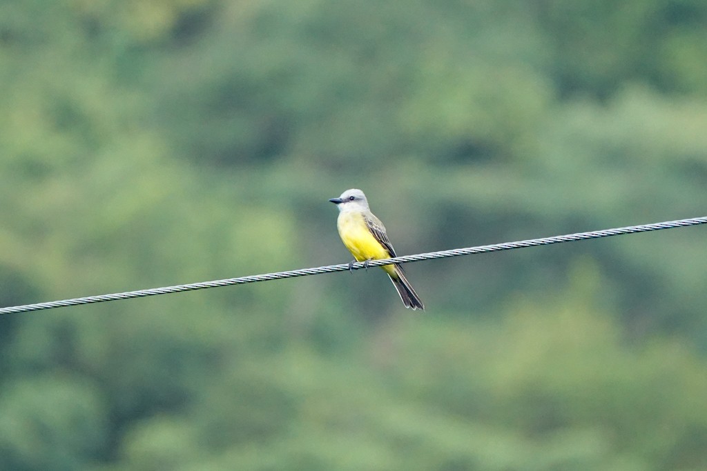 Tropical Kingbird - ML640448238