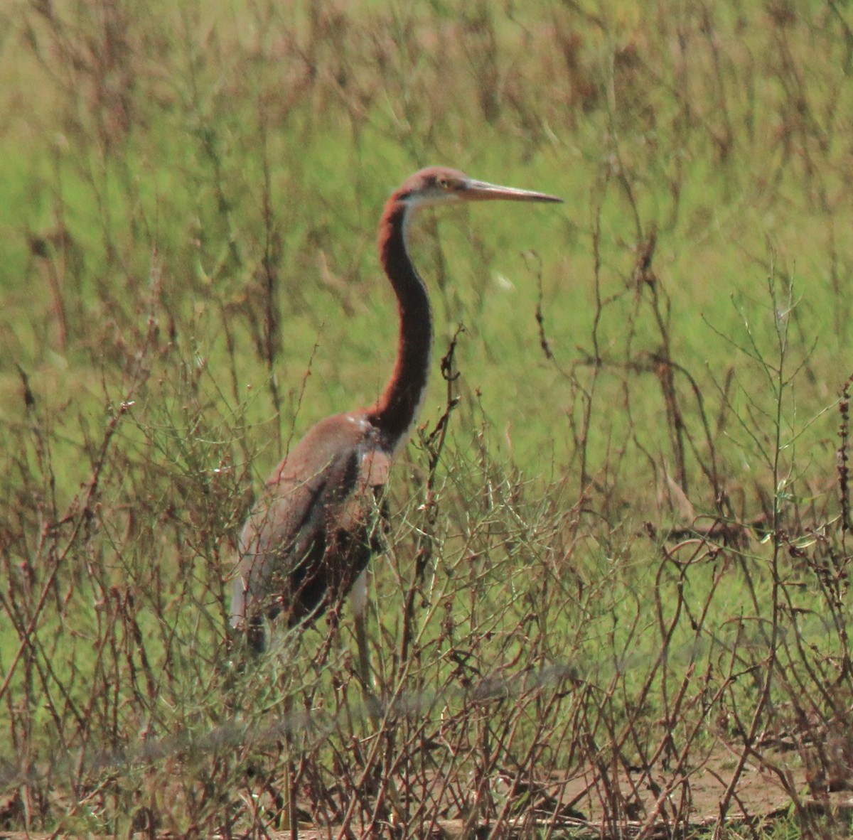 Tricolored Heron - ML640448284