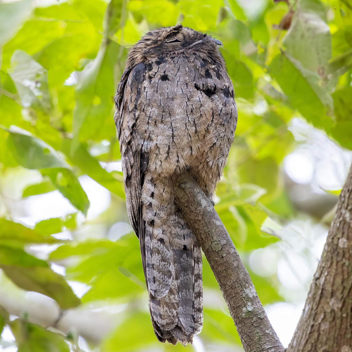 Common Potoo - ML640448296