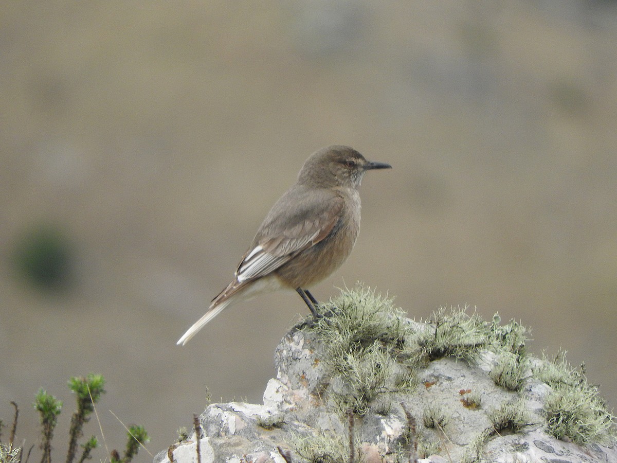 Black-billed Shrike-Tyrant - ML640448303