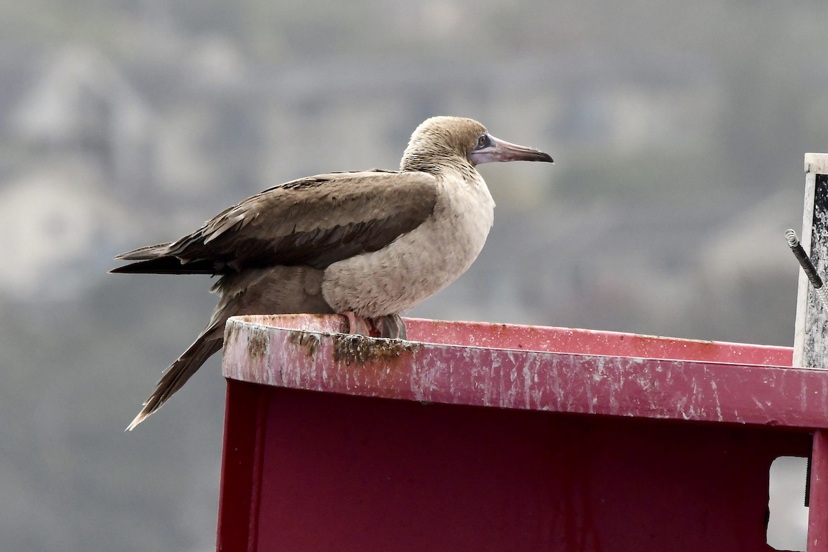 Red-footed Booby - ML640448324