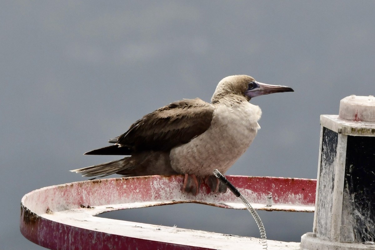 Red-footed Booby - ML640448345