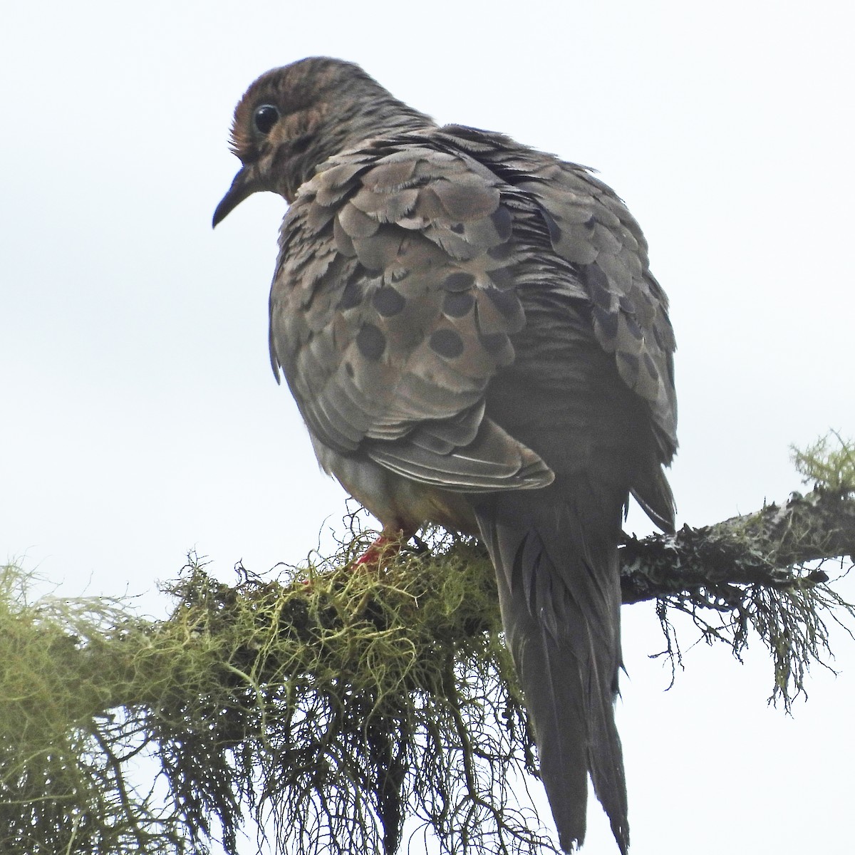 Mourning Dove - ML640448381