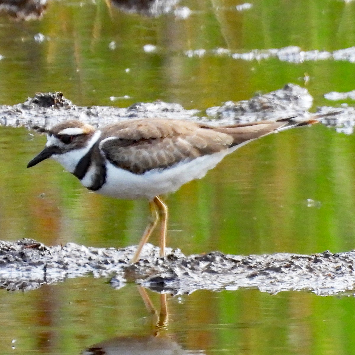 Killdeer - ML640448407