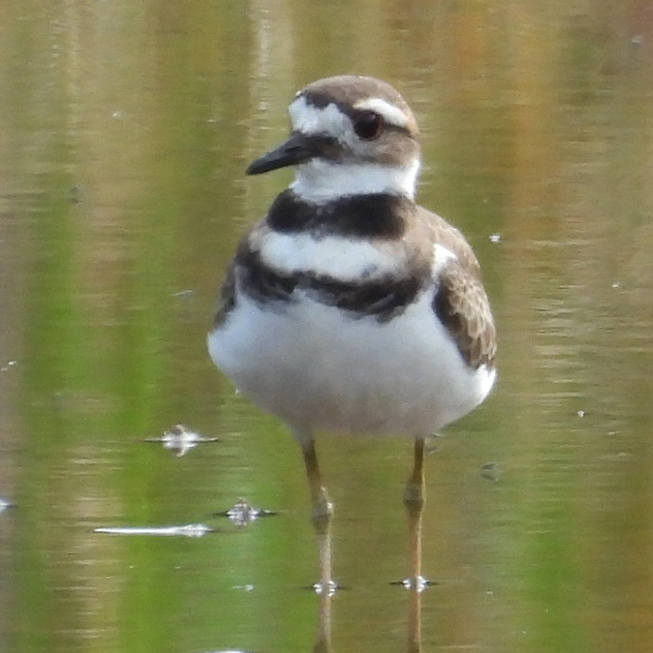 Killdeer - ML640448418