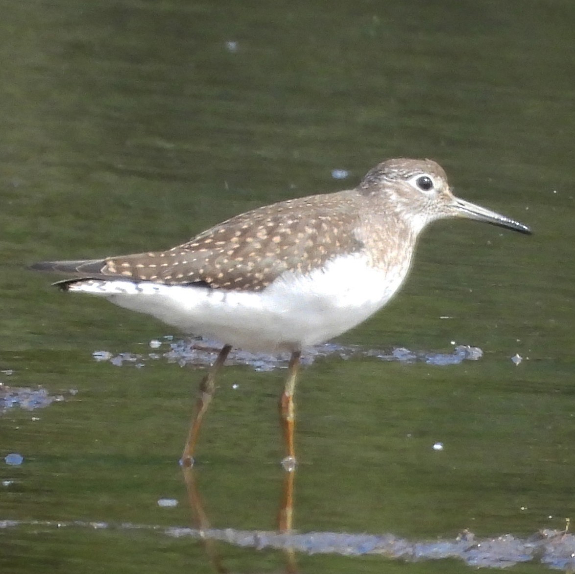 Solitary Sandpiper - ML640448425