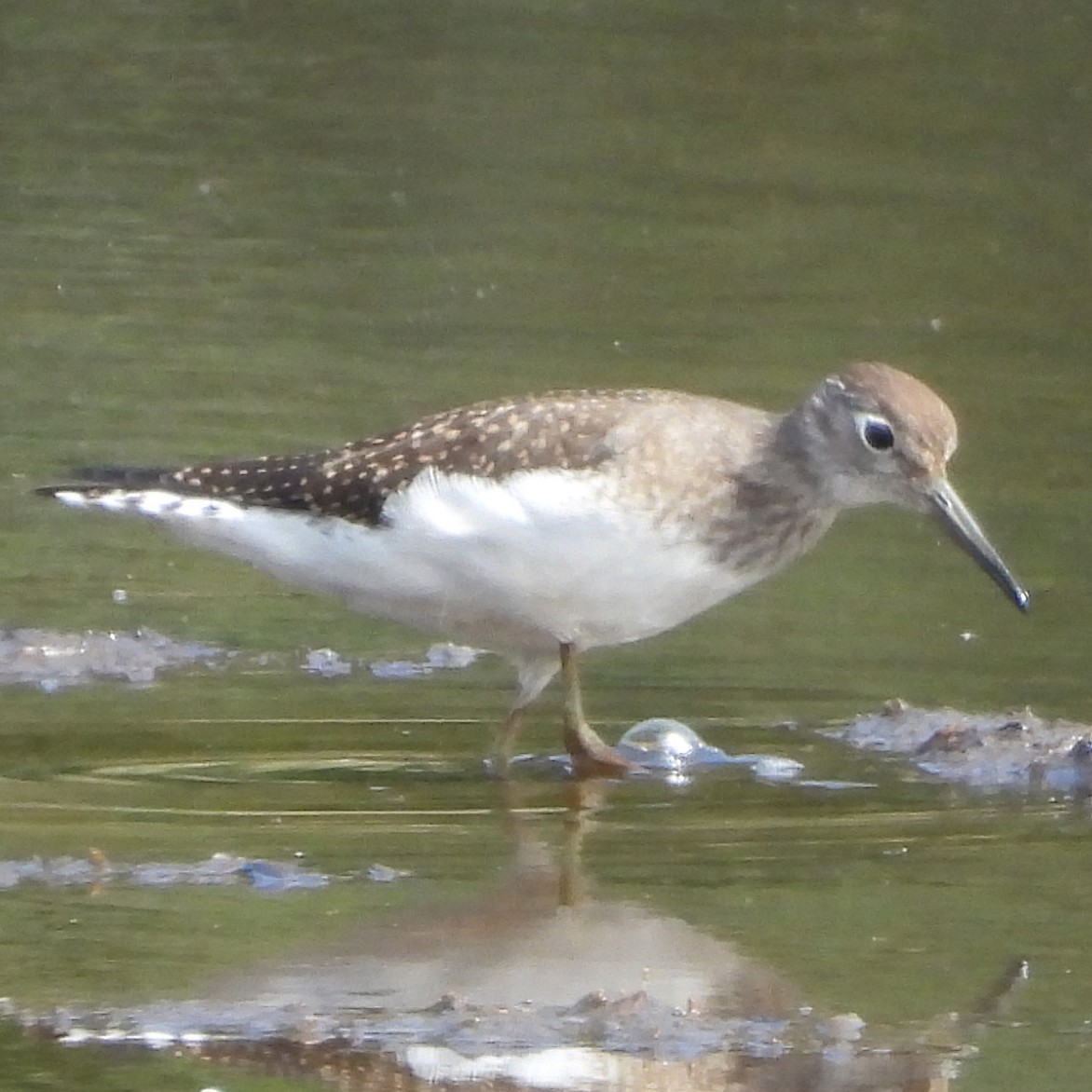 Solitary Sandpiper - ML640448442