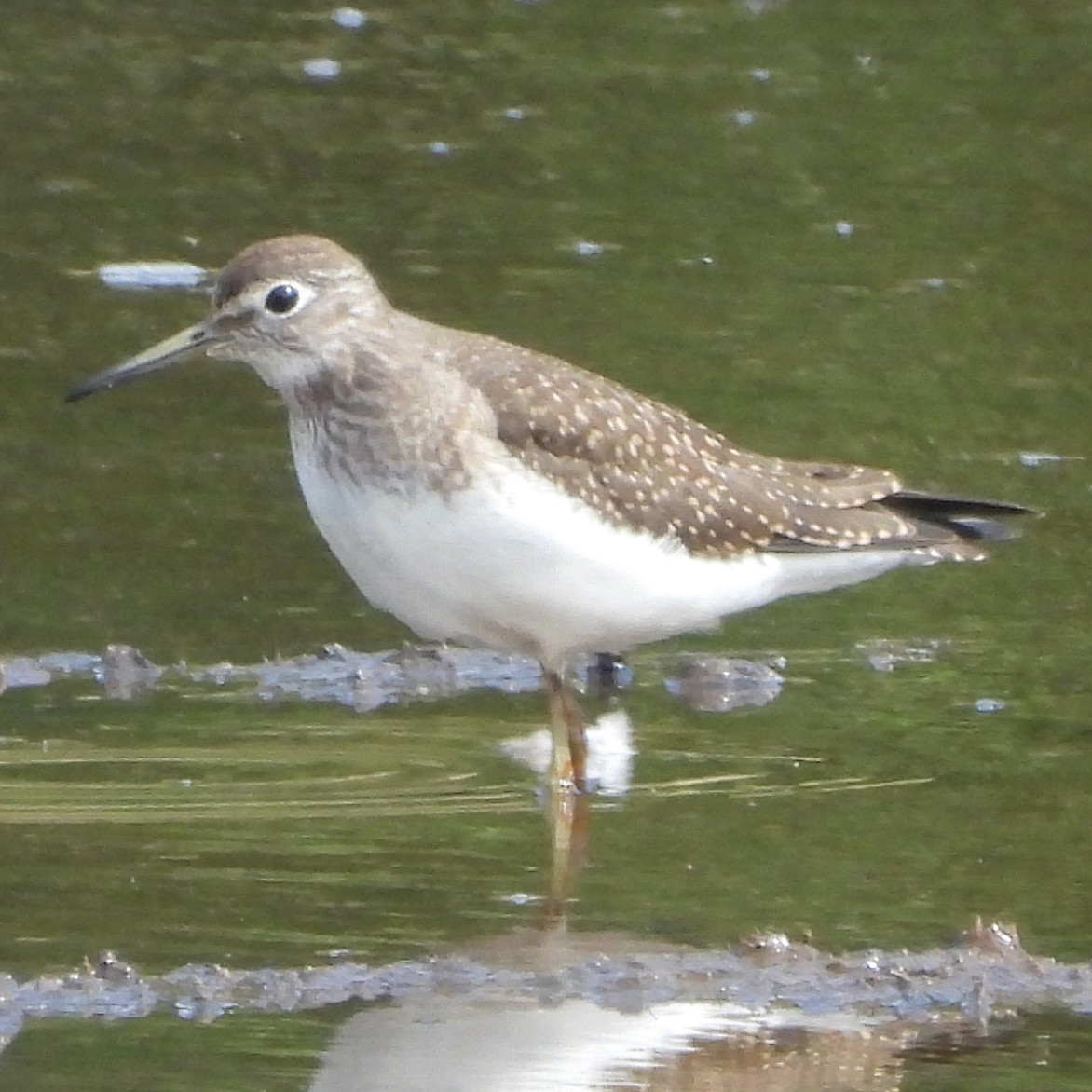 Solitary Sandpiper - ML640448454