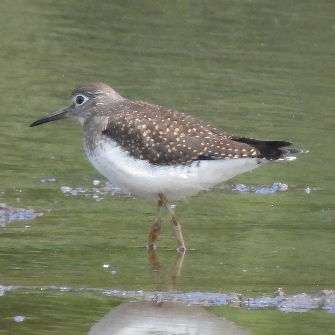 Solitary Sandpiper - ML640448482
