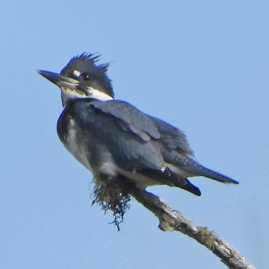 Belted Kingfisher - ML640448490