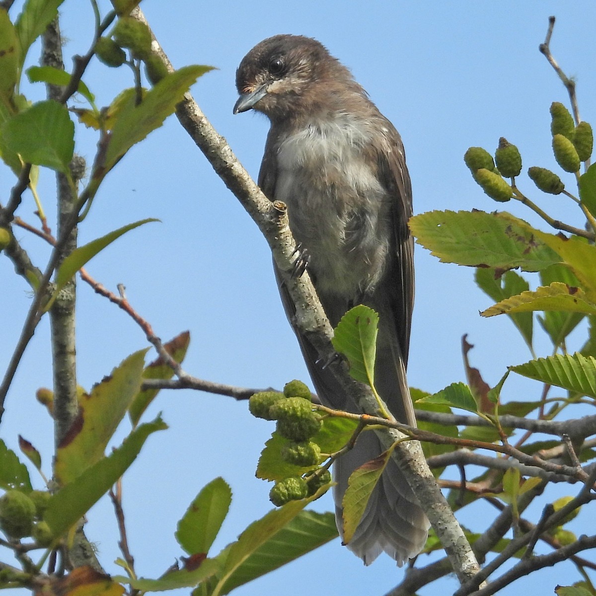 Canada Jay (Pacific) - ML640448498
