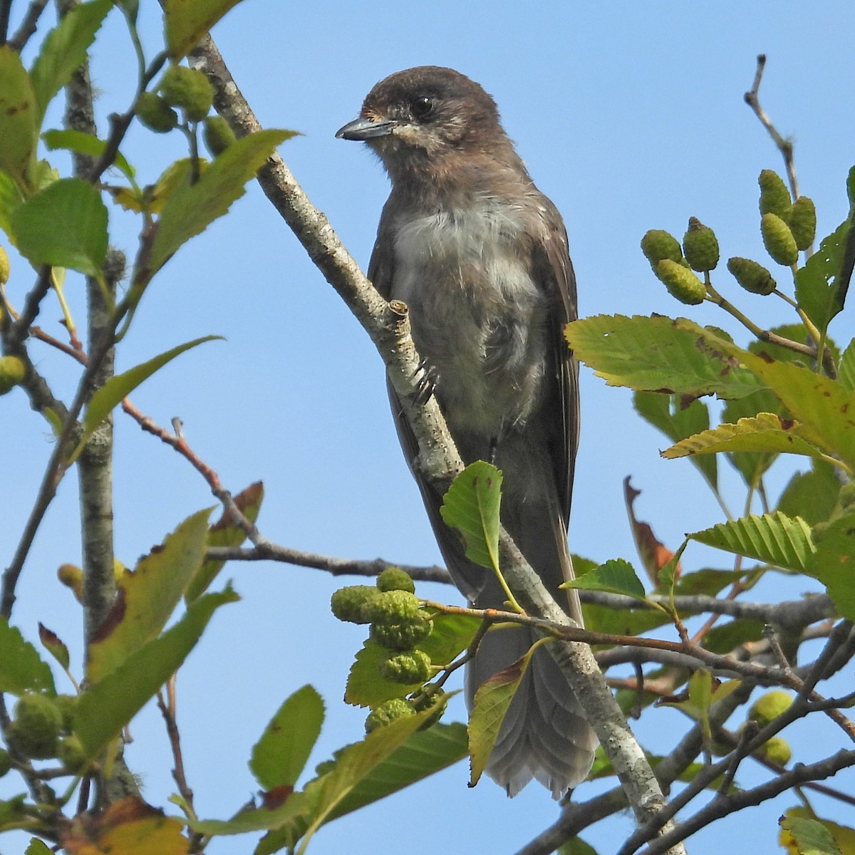 Canada Jay (Pacific) - ML640448511