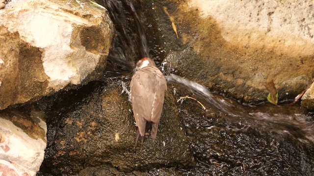 Arizona Woodpecker - ML640448520