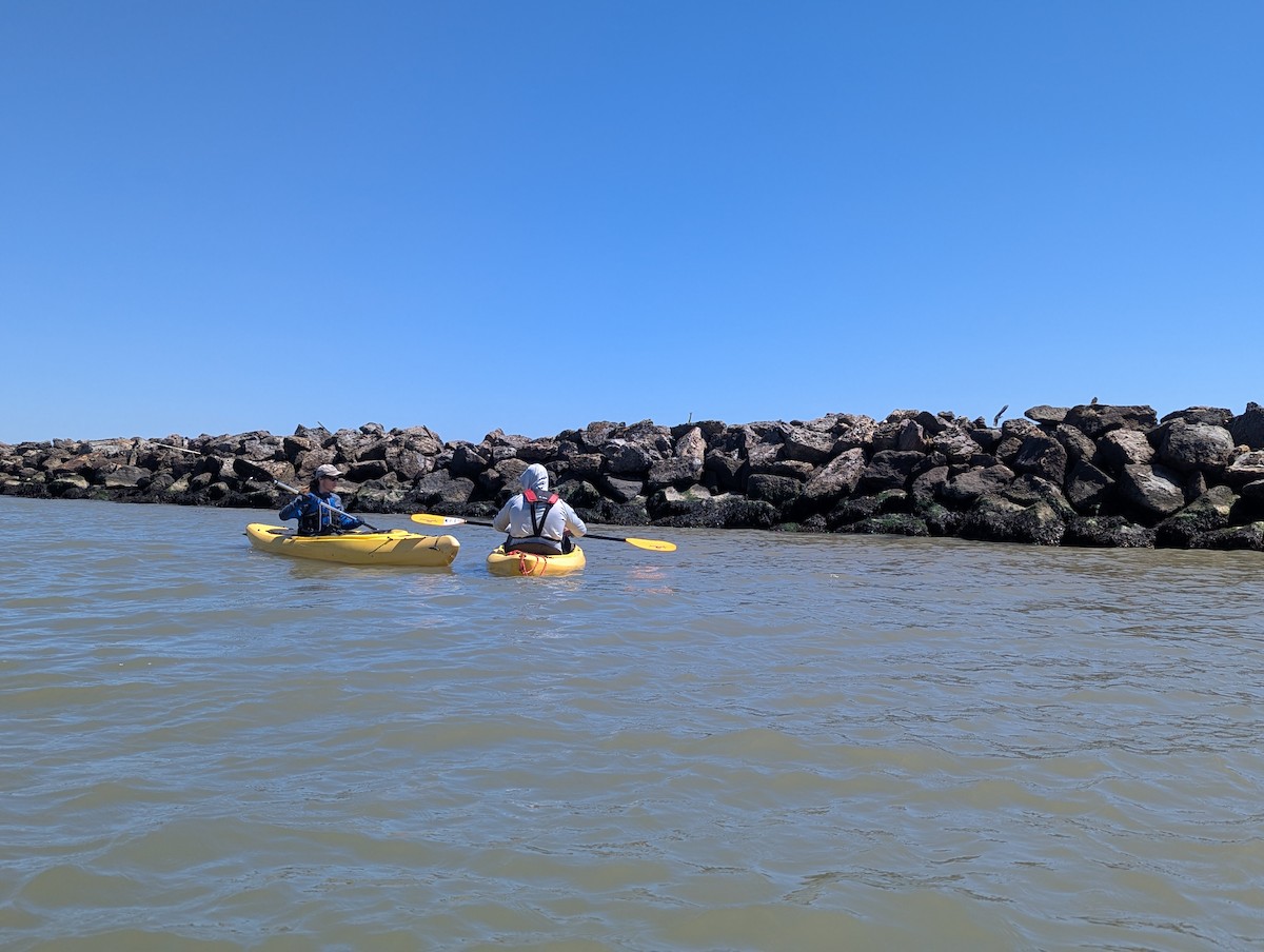 Wandering Tattler - ML640448609