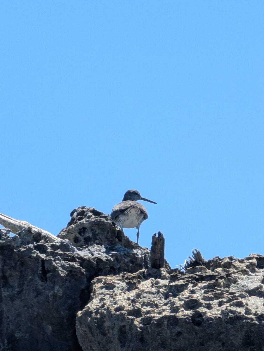 Wandering Tattler - ML640448615