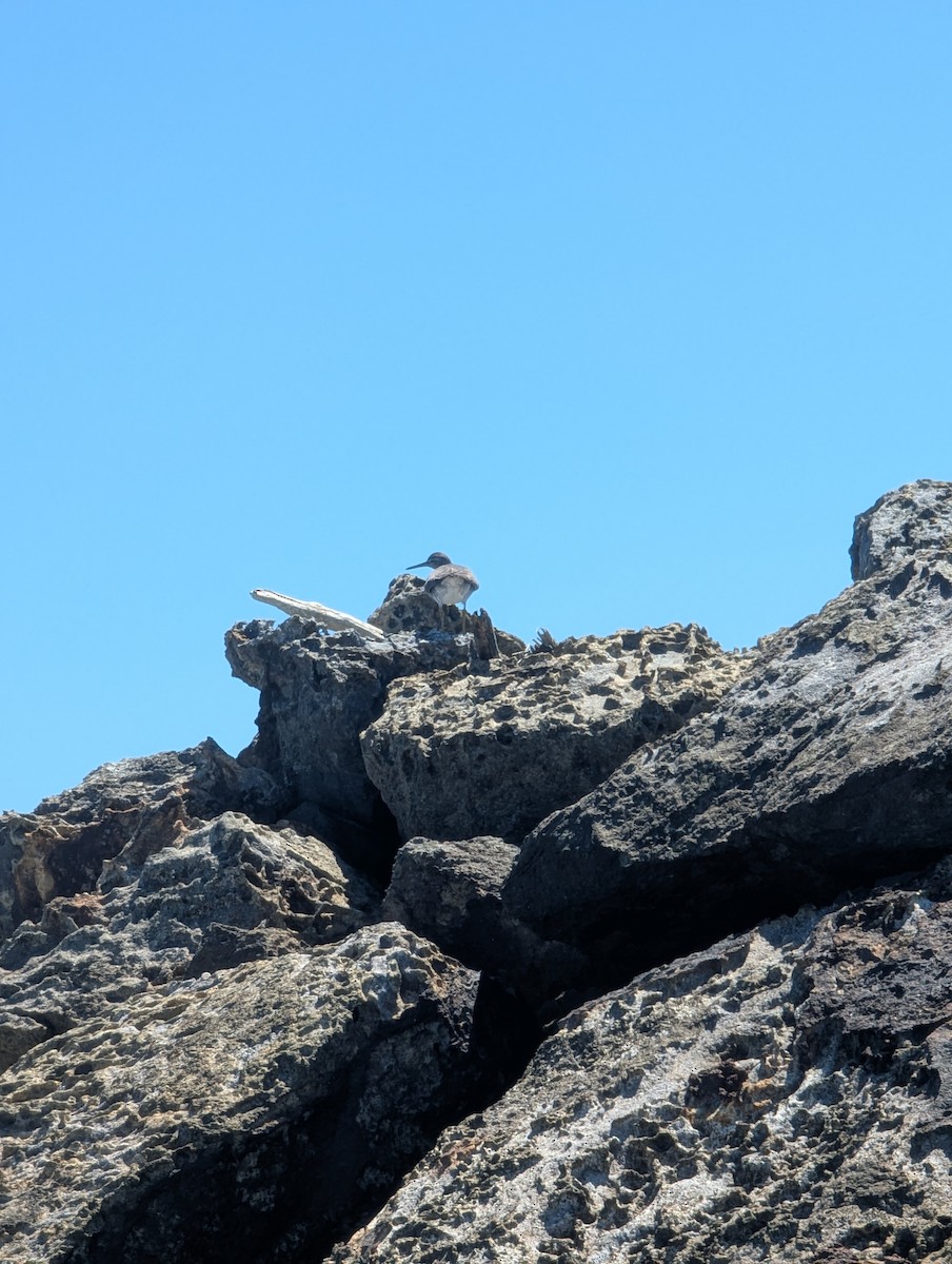 Wandering Tattler - ML640448619