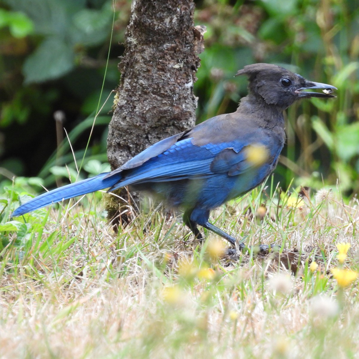 Steller's Jay (Coastal) - ML640448647